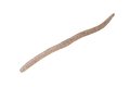 Flick Shake 2.8inch - JACKALL