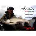 Avarice - Ripple Fisher