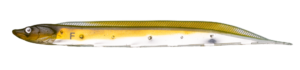Flash-J Shirauo 3inch - Fish Arrow