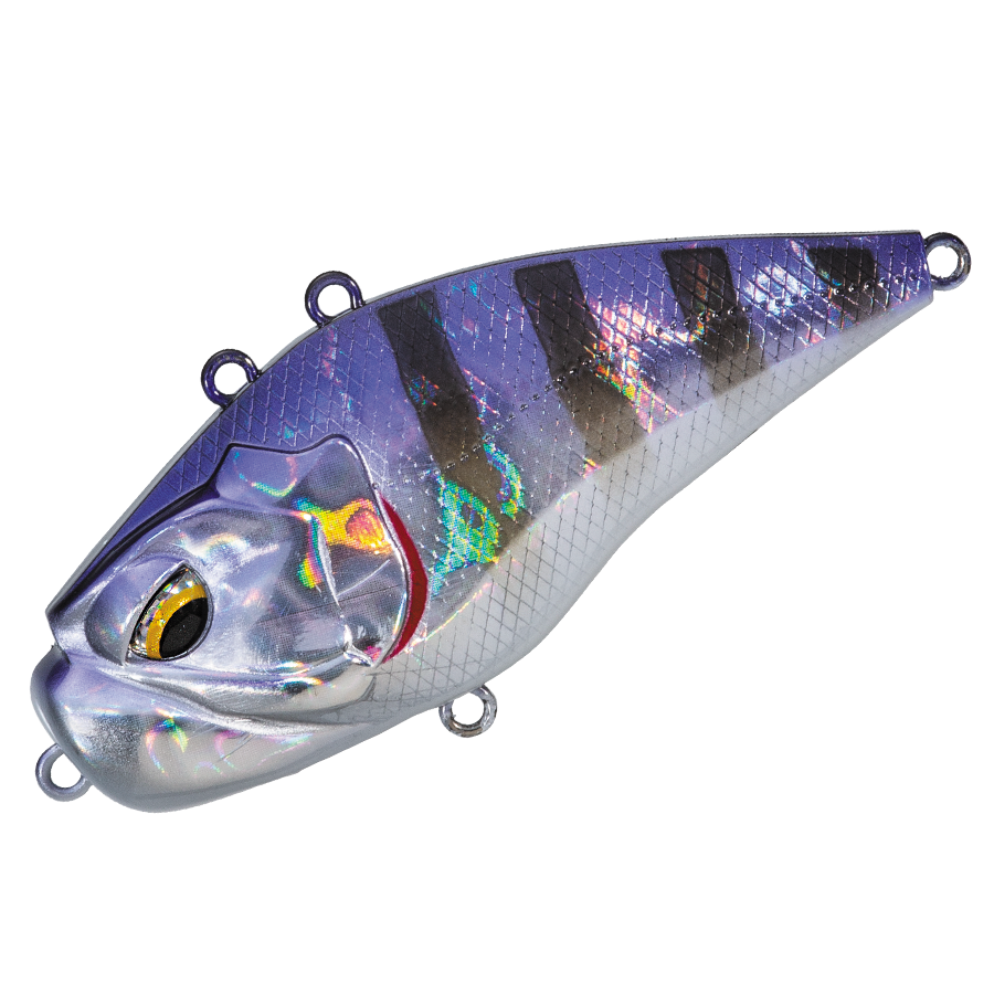 GIGANOTO TG Rattle - Valleyhill