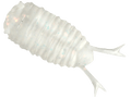 13-Roach - BREADEN
