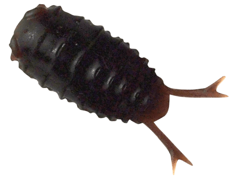 13-Roach - BREADEN