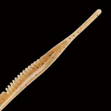 Kabrata - GAN CRAFT