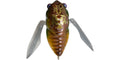 GRAND SIGLETT - Megabass