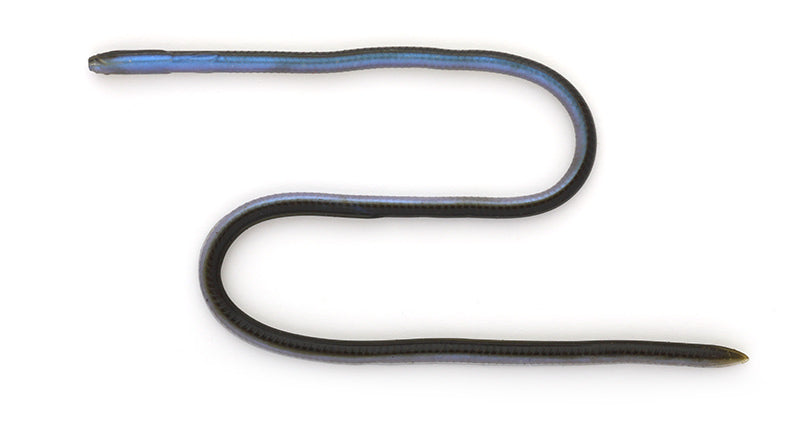 Skinny eel Crawler 12inch - IMAKATSU