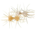 Dumbbell CRAB elastomer - IMAKATSU