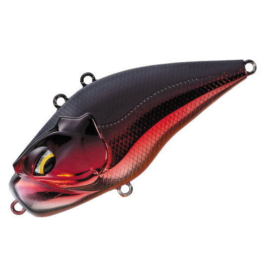 GIGANOTO TG Rattle - Valleyhill